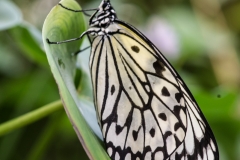 botanischer Garten