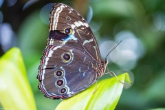 botanischer Garten